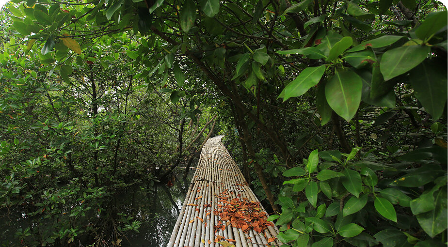 Rehabilitasi Area Pesisir Mangrove Kaliadem Jakarta Utara