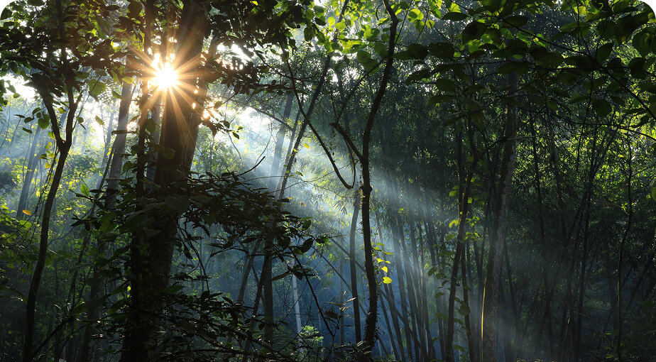 Rehabilitasi Lahan Kritis di Kawasan Hutan Organik Bogor
